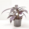 STROBILANTHES METALLICA MACETA 13CM