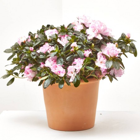 AZALEA INDICA MACETA 18CM