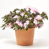 AZALEA INDICA MACETA 18CM