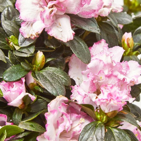 AZALEA INDICA MACETA 18CM