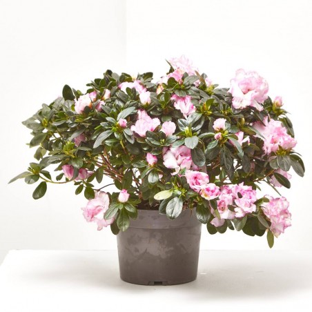 AZALEA INDICA MACETA 18CM