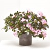 AZALEA INDICA MACETA 18CM