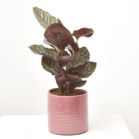 CALATHEA ORNATA MACETA 17CM