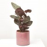 CALATHEA ORNATA MACETA 17CM