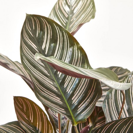 CALATHEA ORNATA MACETA 17CM
