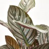CALATHEA ORNATA MACETA 17CM