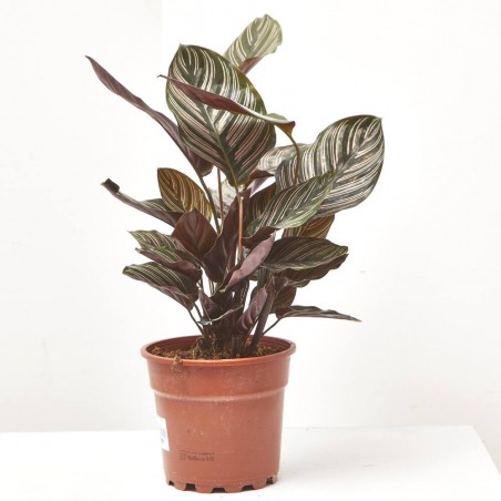 CALATHEA ORNATA MACETA 17CM