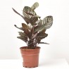 CALATHEA ORNATA MACETA 17CM