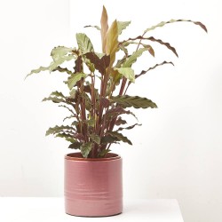 CALATHEA RUFIBARBA MACETA 17CM