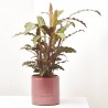 CALATHEA RUFIBARBA MACETA 17CM