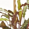 CALATHEA RUFIBARBA MACETA 17CM