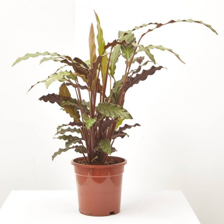 CALATHEA RUFIBARBA MACETA 17CM