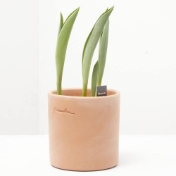 TULIPÁN MACETA 9CM