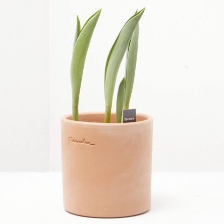 TULIPÁN MACETA 9CM