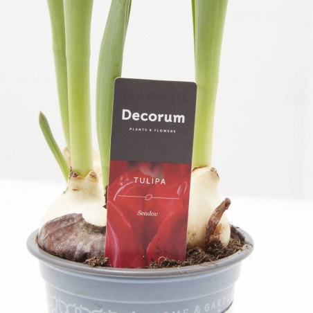 TULIPÁN MACETA 9CM