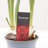 TULIPÁN MACETA 9CM