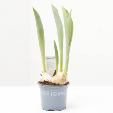TULIPÁN MACETA 9CM