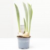 TULIPÁN MACETA 9CM