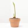 AMARYLLIS FLORA MÁGICA MACETA 13CM