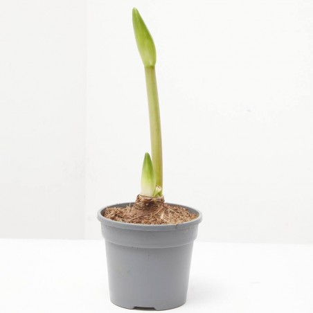 AMARYLLIS FLORA MÁGICA MACETA 13CM