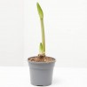AMARYLLIS FLORA MÁGICA MACETA 13CM