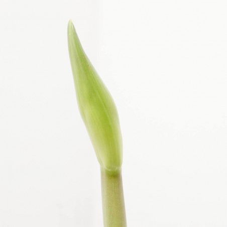 AMARYLLIS FLORA MÁGICA MACETA 13CM
