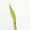 AMARYLLIS FLORA MÁGICA MACETA 13CM