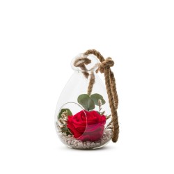 ROSA ROJA ETERNA Y LAZO 