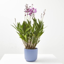ORQUÍDEA DENDROBIUM BERRY MULTITALLOS M-12