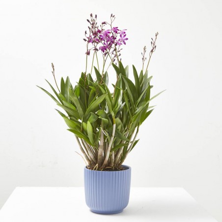 ORQUÍDEA DENDROBIUM BERRY MULTITALLOS M-12