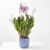 ORQUÍDEA DENDROBIUM BERRY MULTITALLOS M-12