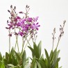 ORQUÍDEA DENDROBIUM BERRY MULTITALLOS M-12