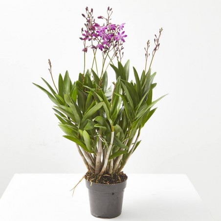 ORQUÍDEA DENDROBIUM BERRY MULTITALLOS M-12