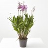 ORQUÍDEA DENDROBIUM BERRY MULTITALLOS M-12