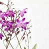 ORQUÍDEA DENDROBIUM BERRY MULTITALLOS M-12