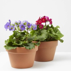 PRÍMULA OBCÓNICA MACETA 13CM