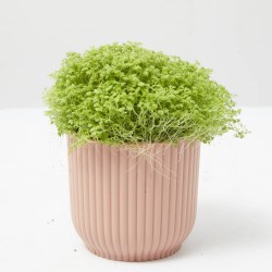 SELAGINELLA APODA M-6