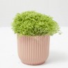 SELAGINELLA APODA M-6