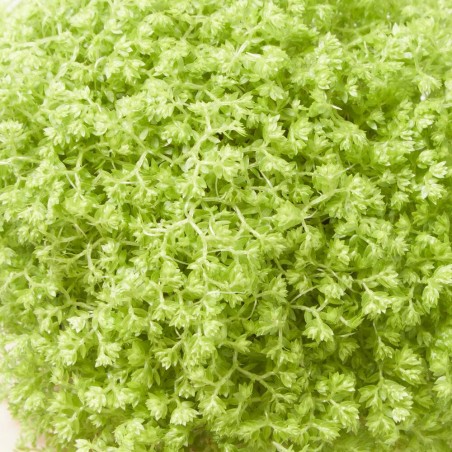SELAGINELLA APODA M-6