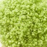 SELAGINELLA APODA M-6