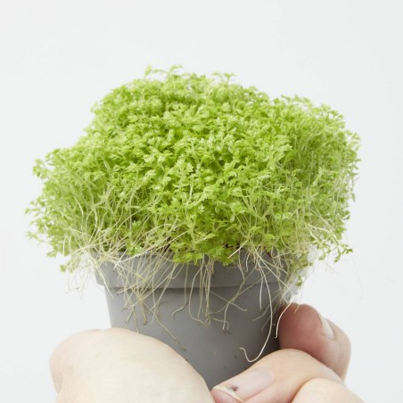 SELAGINELLA APODA M-6