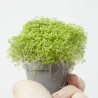 SELAGINELLA APODA M-6