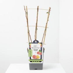 FRAMBUESA AMARILLA-ROJA DUO ESPALDERA MACETA 23CM