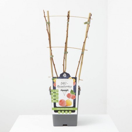 FRAMBUESA AMARILLA-ROJA DUO ESPALDERA MACETA 23CM