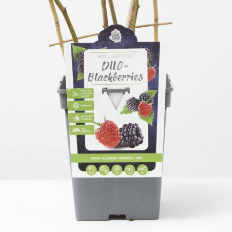 FRAMBUESA-MORA DUO ESPALDERA MACETA 23CM