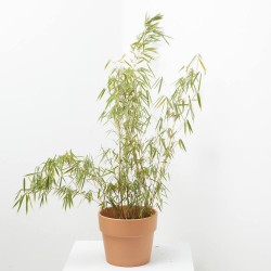 FARGESIA BAMBÚ MACETA 5L