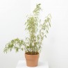 FARGESIA BAMBÚ MACETA 5L
