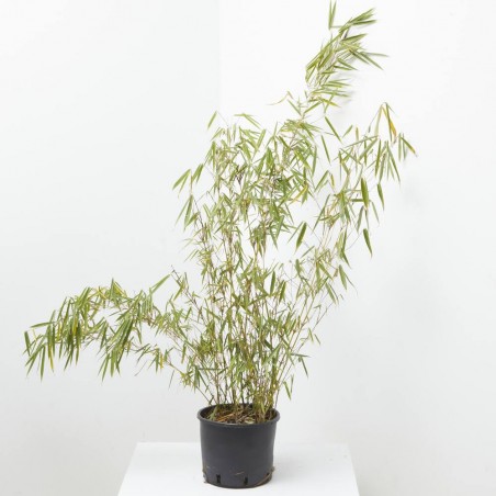 FARGESIA BAMBÚ MACETA 5L