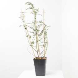 EUCALYPTUS ESPLADERA MACETA 5LITROS