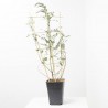 EUCALYPTUS ESPLADERA MACETA 5LITROS